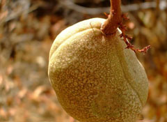 Aesculus californica Californian Buckeye, California Horsechestnut Aesculus californica Californian Buckeye, California Horsechestnut